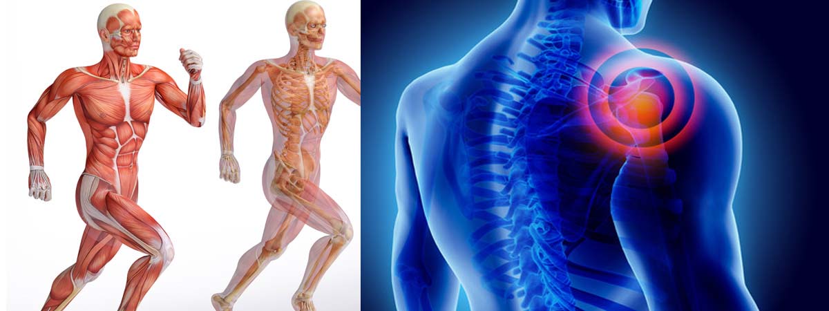 Musculoskeletal System Diseases and Treatment